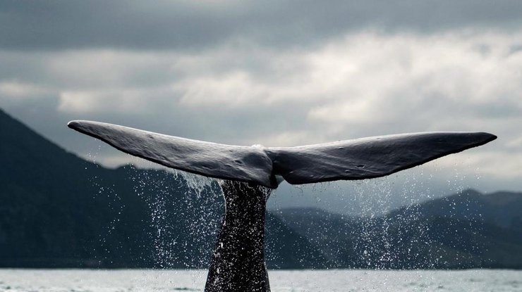 В Великобритании посетителей музея встречает кит по имени Надежда