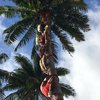 На Таити мужчина за 6 секунд взобрался на 8-метровую пальму 