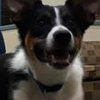 Смешное видео: американец научил собаку лаять шепотом