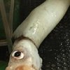 Рыбаки поймали в сети гигантского кальмара (фото) 