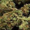 В Уругвае начали легальную продажу марихуаны 