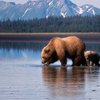 На Аляске отважный ребенок спас всю семью от бурого медведя