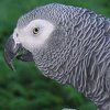 В США попугай "рассказал" полиции об убийстве 