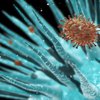В сточных водах обнаружен новый вирус - ученые