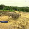 В зоопарку Мексики показали рідкісне слоненя