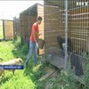 На Прикарпатті 200 собак можуть опинитися на вулиці