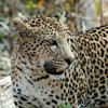 В контактном зоопарке леопард напал на 6-летнего ребенка 