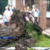 Негода у Черкасах: на тролейбусну лінію впало дерево