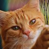Для любителей котов создали мурлыкающий онлайн-сервис 