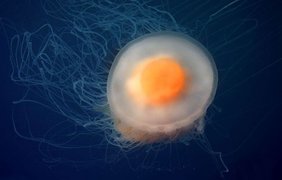 Медуза, похожая на яичницу