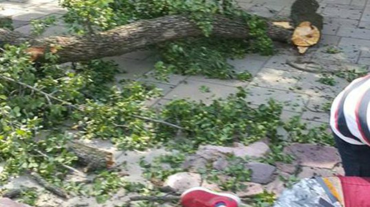 В Киеве старое дерево обрушилось на прохожих, мужчина в реанимации 