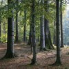 Карпатские леса хотят внести в список объектов всемирного наследия ЮНЕСКО