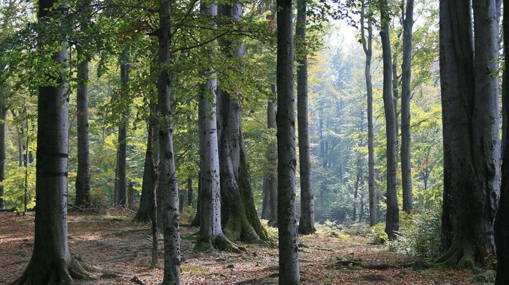 Карпатские леса хотят внести в список объектов всемирного наследия ЮНЕСКО