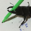 В Японии обитает жук-олень с уникальным талантом художника (фото, видео) 