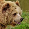В США медведь "попал" в тюрьму 