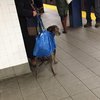 Сумки для собак: оригинальные фото с животными в метро 