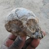 В Африке нашли череп предка человекообразных обезьян
