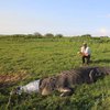 500-килограммовый крокодил едва не откусил оператору голову (видео)