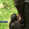 У Бельгійському зоопарку народилася карликова шимпанзе