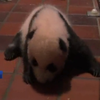 У токійському зоопарку святкують народження панд