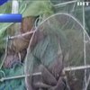 Пограничники задержали браконьеров с уловом крабов на 5 млн гривен
