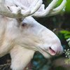 В Швеции редкостного белого лося показали на видео