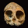 Археологи нашли останки общего предка людей и обезьян