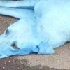 В Мумбаи появились бездомные собаки с голубой шерстью (фото)