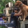На Філіппінах собакам надають безоплатну освіту