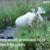 У Швеції зафільмували рідкісного лося (відео)