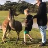 Шокирующее видео: кенгуру ударил по лицу ребенка 
