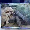 В зоопарку Японії два тижні шукали зниклу гігантську черепаху