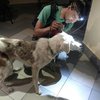 Жуткие кадры: в Киеве живодеры ослепляют собак 