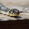 Пенсионерка убила 11 ядовитых змей в своем доме 
