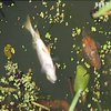 В річці Тетерів загинула риби на 7,5 млн гривень