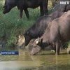 Немец приехал на Закарпатье разводить буйволов 