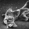 Бактерии защищаются от хищников многоствольными "пушками" (фото)