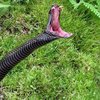 Житель Львовской области после укуса змеи попал в реанимацию