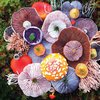 Магические грибы: фантастическое разнообразие мира от художницы-натуралиста