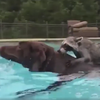 Енот и собака показали мастер-класс по плаванию (видео)