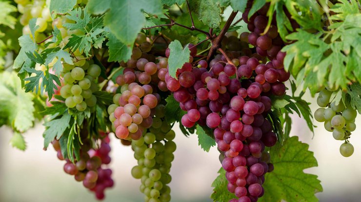 Виноград: польза и вред для организма