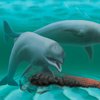 Древний дельфин засасывал рыбу насмерть - ученые