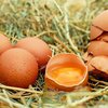 В Венгрии обнаружили ядовитые яйца 