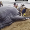 В Бразилии спасли умирающего на берегу детеныша кита (видео)