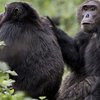 В Африке из-за пестицидов появились обезьяны-мутанты