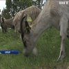 Біженець з Афганістану випасає у Швеції рідкісних кіз