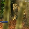 В зоопарку Гамбурга показали новонароджених тигренят