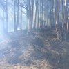 В Тунисе пылает масштабный лесной пожар 