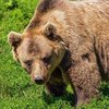 В США медведь "угнал" внедорожник и попал в ДТП (фото)