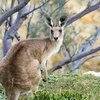 Жестокое убийство кенгуру: мужчине грозит тюремный срок